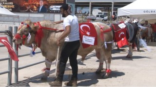 Gölbaşı 3üncü Geleneksel Kurban Güzellik Yarışmasında en güzel kurban seçildi