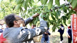 Gölpazarında ilk kiraz hasadı yapıldı