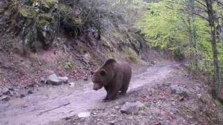 Gönende iki ayrı fotokapana yakalanan ayılar şaşırttı