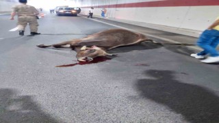 Gümüşhanede tünel içerisinde hafif ticari aracın çarptığı inek telef oldu, 3 kişi yaralandı