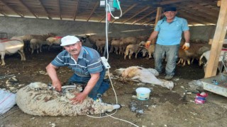 Günyüzünde koyun kırkım sezonu başladı