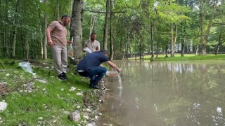 Güzlek Mesire Alanı Göletine 500 koi balığı bırakıldı