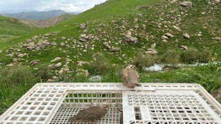 Hakkaride 650 kınalı keklik doğaya salındı