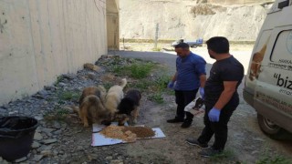 Hakkaride sokak hayvanları için sakatat bırakıldı