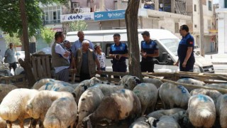 Haliliye Belediyesi kurban bayramında 635 personeliyle sahada