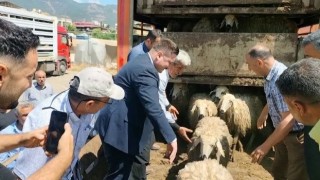 Hatayda depremde hayvanlarını kaybedenlere küçükbaş dağıtıldı