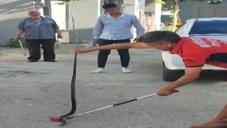 Havalar ısındı yılanlar yerleşim yerlerine indi