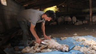 Havaların ısınmasıyla koyun kırkma mesaisi başladı