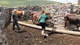 Hayvan aşılama ve küpeleme çalışmaları devam ediyor