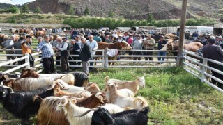 Hayvan pazarında kurbanlıklar görücüye çıktı