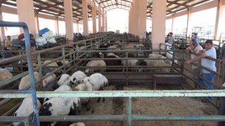 Hayvan pazarında sıkı pazarlıklar devam ediyor
