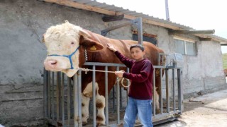 Heybeti görenleri büyülüyor, fiyatı ise dudak uçuklatıyor