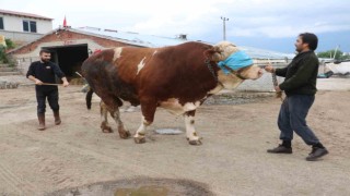 Heybeti kadar fiyatı da dudak uçuklatıyor