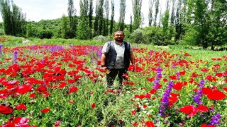Hisarcıkta açan gelincikler tarlaları kırmızıya boyadı