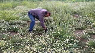 Hisarcıkta papatya köylülerin geçim kaynağı haline geldi