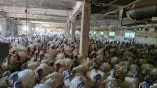 Hobi olarak başladığı hindi yetiştiriciliğinde taleplere yetişemiyor
