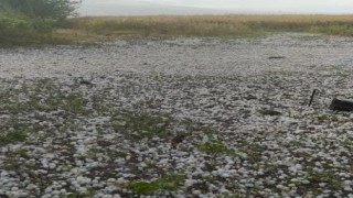 Iğdırda yağan dolu ekili alana zarar verdi