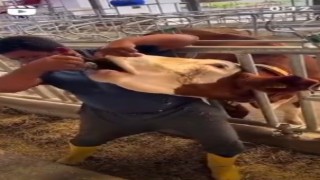 İneğe içki şişesinde sıvı veren şahıs yakalandı