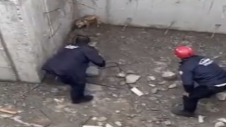 İnşaatın temeline düşen tilkinin yardımına itfaiye yetişti