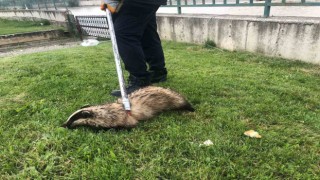 Irmakta mahsur kalan porsuğu itfaiye ekipleri kurtardı