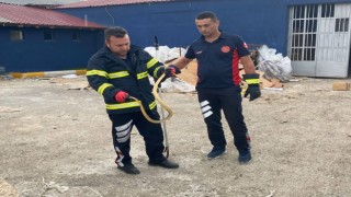 İş yerine giren yılanı itfaiye ekipleri çıkardı