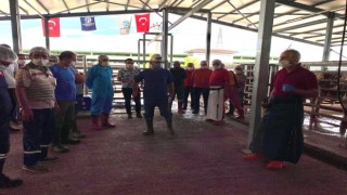 İslami usullere uygun kurban kesimi için eğitim veriliyor