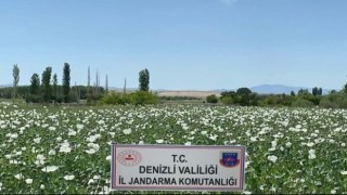 Jandarma 1 milyon 295 bin kök haşhaş bitkisi ele geçirdi