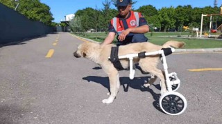 Jandarma, ayağı sakat köpeğe plastik borudan yürüteç yaptı