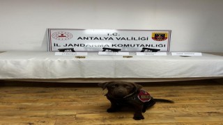 Jandarma narkotik köpeklerinden uyuşturucuya geçit yok