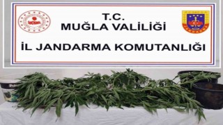 Jandarmadan 6 ilçede uyuşturucu operasyonu