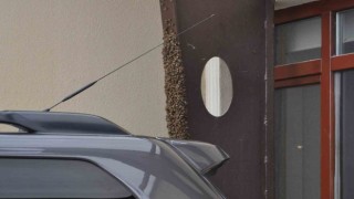 Kaçan kraliçe arı yüzlerce arıyı beraberinde getirdi