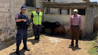 Kaçan küçükbaş hayvanları jandarma buldu