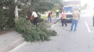 Kara yoluna devrilen iki ağaç kaldırıldı