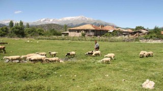 Karadeniz havasının yaşandığı Konyada besiciler yağışlardan memnun