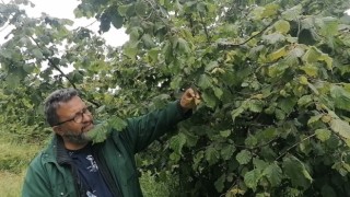 Karadenizde sağanak yağışlar ve güneşsiz geçen günler fındık üreticilerini kara kara düşündürüyor