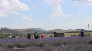 Karapınardaki lavanta bahçesi turistlerin uğrak noktası oldu