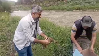 Karsta anne ördek yavrularıyla doğal ortama bırakıldı