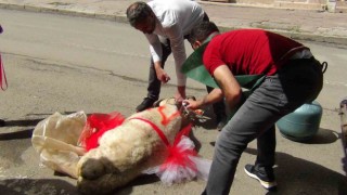 Karsta geline süslü koç gönderme geleneği sürüyor
