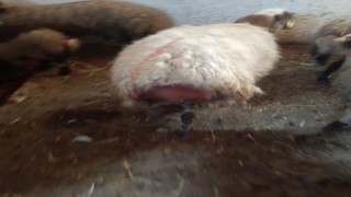Karsta kurt dehşeti: Ağıldaki koyunlara kurt saldırdı, 30 koyun telef oldu
