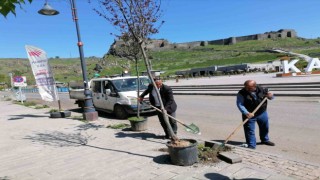 Karsta kuruyan ağaçlar değiştiriliyor