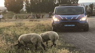 Kaybolan kurbanlık koyunları jandarma ekipleri buldu
