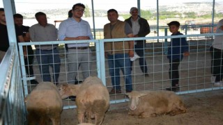 Kaymakam Okumuştan kurban pazarında inceleme