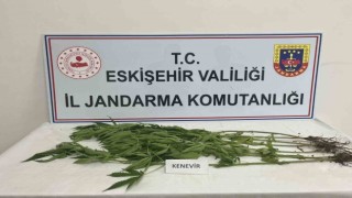 Kenevir yetiştiren şahıslara jandarma operasyonu