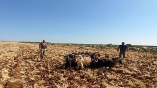 Kiliste kaybolan 15 küçükbaş hayvanı Jandarma buldu