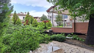 Köyceğizde yağışla birlikte etkili olan rüzgar ağaçları devirdi