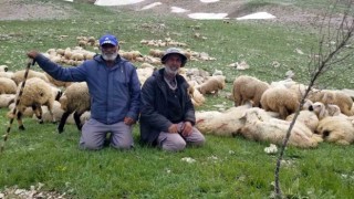 Koyun sürüleri İranlı çobanlara emanet