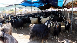 Kurban Bayramı için Hijyenik Kurban Kesim ve Satış Yerleri Hazırlandı