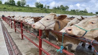 Kurban Bayramı öncesinde hayvan pazarında denetim