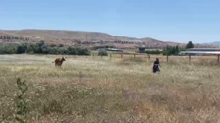 Kurban Bayramının ilk kaçağı Elazığdan: Kurbanlık inek sahibinin omurgasını kırıp kaçtı