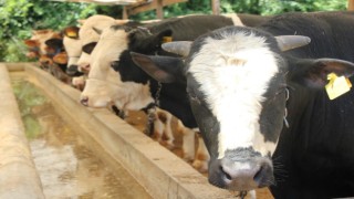 Kurban etlerinin işlenmesi ve muhafazası